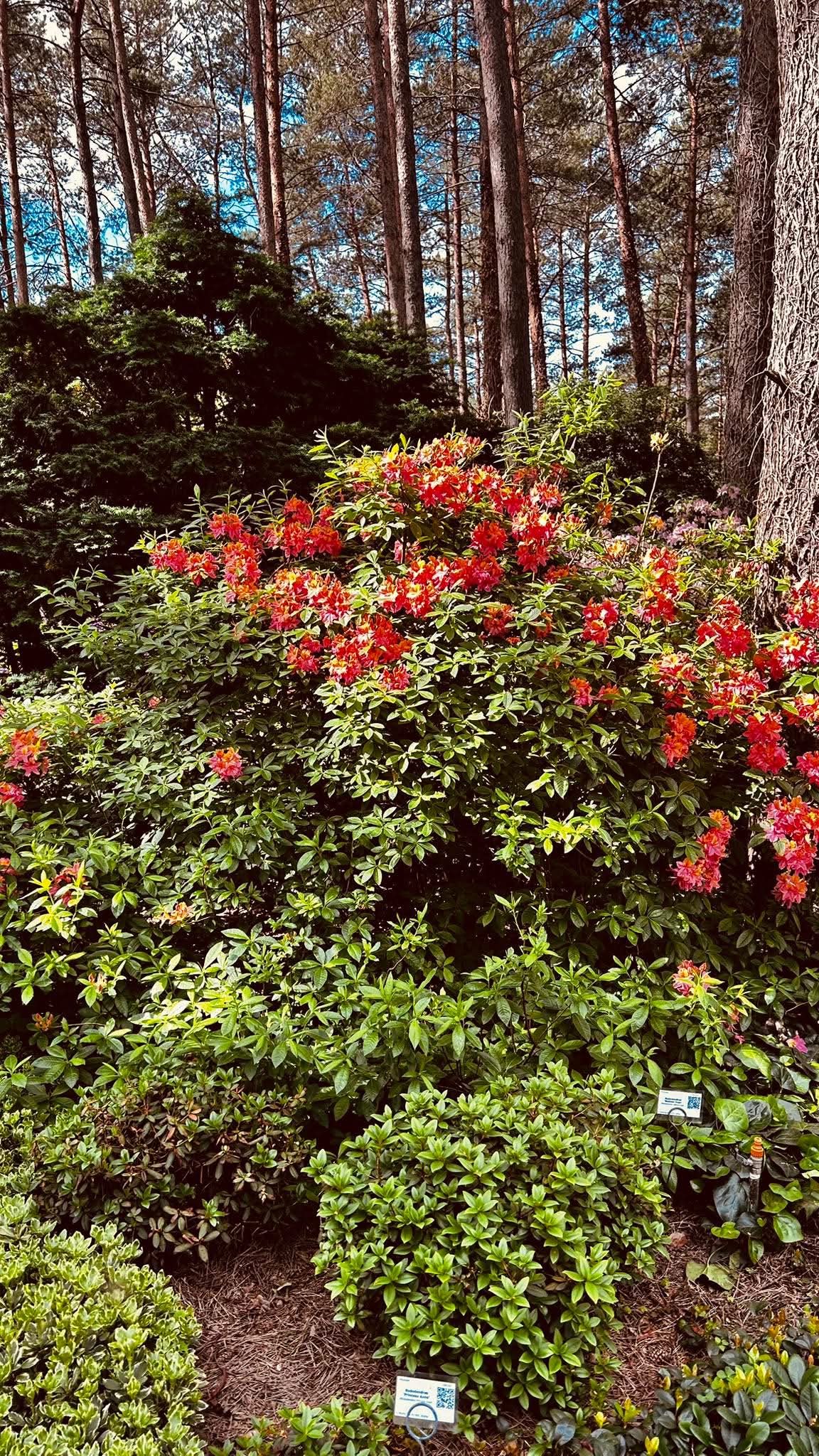Žydintys rododendrai Kairėnų botanikos sode